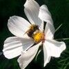 brandia00